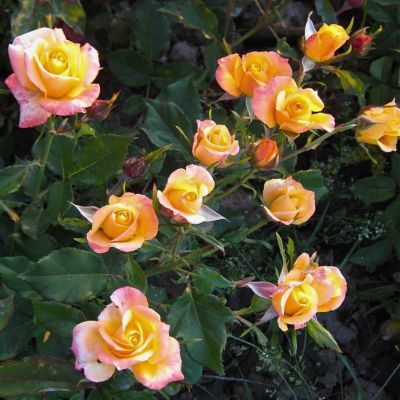 Роза Асменгольд Роза Асменгольд - Dolina-Sad.Ru