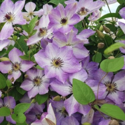 Клематис Монинг Скай фото