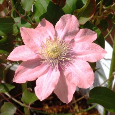 Клематис Литтл Мэрмэйд Клематис Литтл Мэрмэйд фото