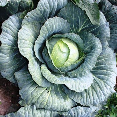 Капуста белокоч. Етма F1 (ранняя Голландия) Капуста белокоч. Етма F1 (ранняя Голландия) фото