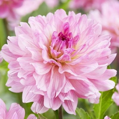 Георгина Гарден Сэнсэйшн Георгина Гарден Сэнсэйшн - Dolina-Sad.Ru