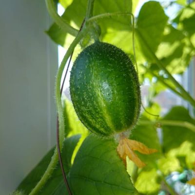 Огурец Чупа-Щупс F1 автор. Огурец Чупа-Щупс F1 автор. фото