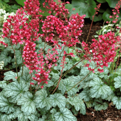 Гейхера Париж Гейхера Париж фото