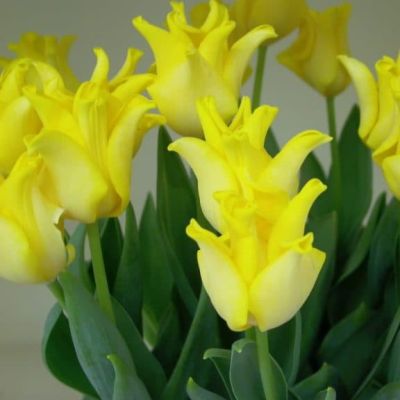 Тюльпан Йеллоу Кроу Тюльпан Йеллоу Кроу фото