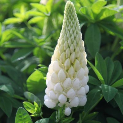 Люпин Вайт Шайдес Люпин Вайт Шайдес - Dolina-Sad.Ru