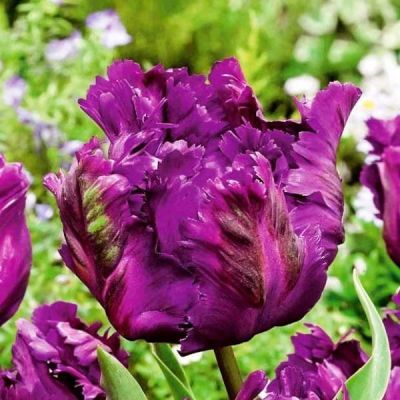 Тюльпан Негрита Пэррот Тюльпан Негрита Пэррот фото