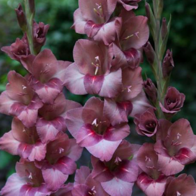 Гладиолус Торино Гладиолус Торино фото