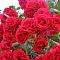 Роза Ред Санрайз Роза Ред Санрайз - Dolina-Sad.Ru