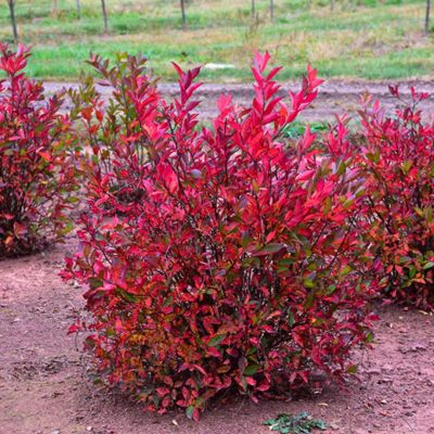 Итея вингирская Мерлот - Dolina-Sad.Ru