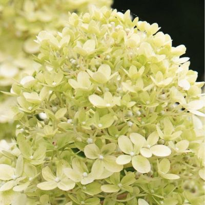 Гортензия метельчатая Литл Пассион Гортензия метельчатая Литл Пассион - Dolina-Sad.Ru