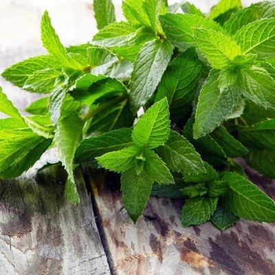 Мята овощная Забава, 20шт. Чудо на дому Мята овощная Забава, 20шт. Чудо на дому фото