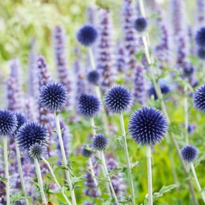 Мордовник Вейчс Блю - Dolina-Sad.Ru