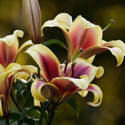 Лилия Флавия Лилия Флавия - Dolina-Sad.Ru