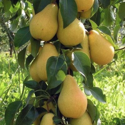 Груша Медовая Груша Медовая - Dolina-Sad.Ru