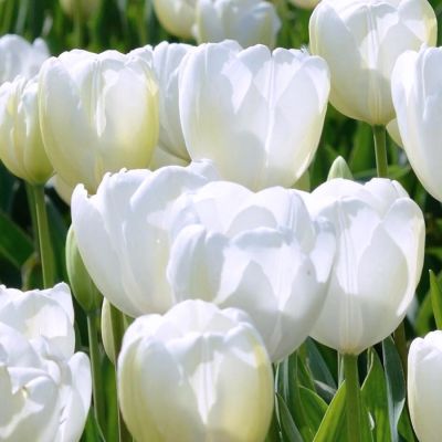 Тюльпан Ланка Тюльпан Ланка - Dolina-Sad.Ru