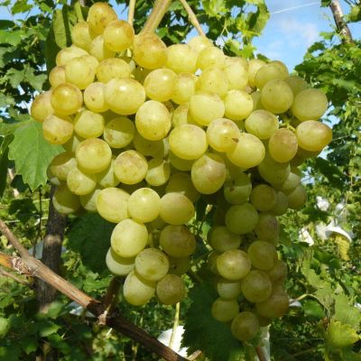Виноград Злато Виноград Злато фото