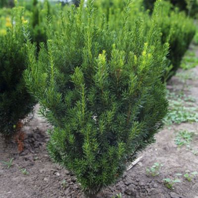 Тис средний Гроенланд Тис средний Гроенланд - Dolina-Sad.Ru