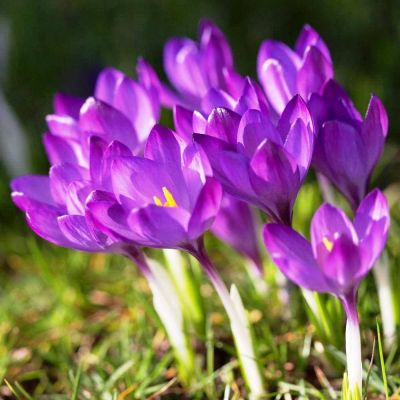 Крокус Руби Гиант Крокус Руби Гиант фото