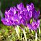 Крокус Руби Гиант Крокус Руби Гиант фото