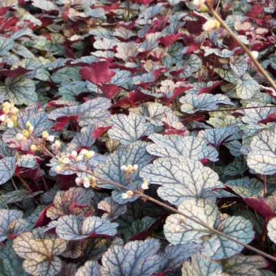 Гейхера Сильвер Скроллс фото