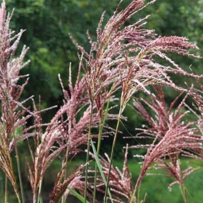 Мискантус китайский Малепартус , C3 Мискантус китайский Малепартус , C3 фото