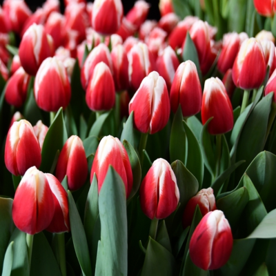 Тюльпан Аомори - Dolina-Sad.Ru