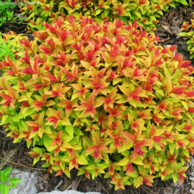 Спирея японская Файерлайт, С1 Спирея японская Файерлайт, С1 - Dolina-Sad.Ru