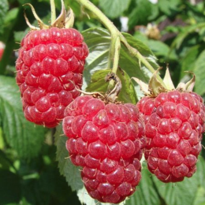 Малина Херитаж/Ремонтантная фото