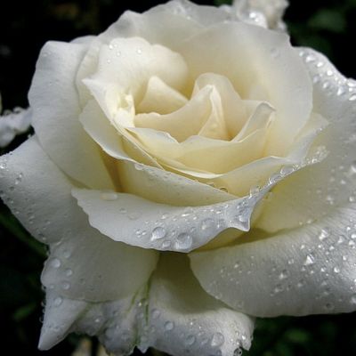 Роза Уайт Бер Роза Уайт Бер - Dolina-Sad.Ru