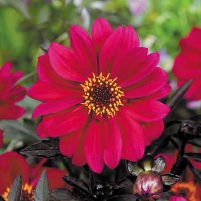 Георгина Бишоп оф Кантербери Георгина Бишоп оф Кантербери - Dolina-Sad.Ru