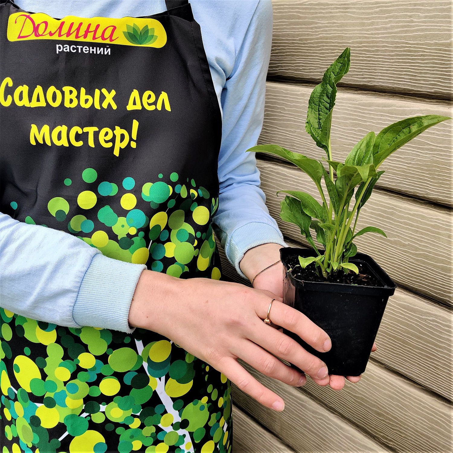 Эхинацея пурпурная Альба Эхинацея пурпурная Альба фото