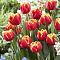 Тюльпан Силеста Тюльпан Силеста фото