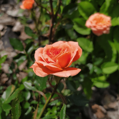 Роза Нинетта фото