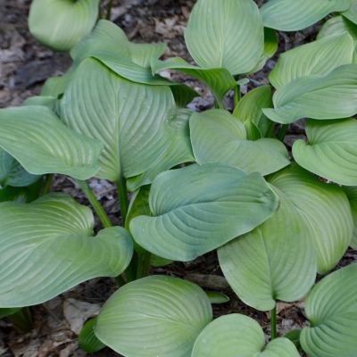 Хоста Моджито Хоста Моджито - Dolina-Sad.Ru