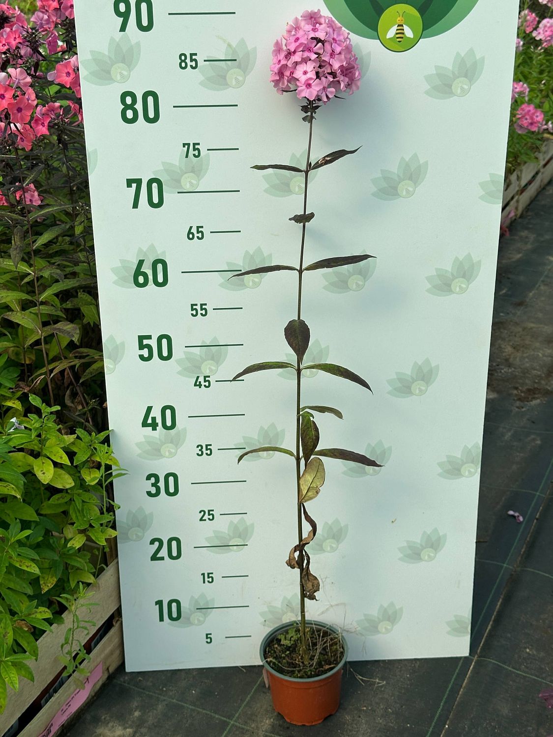 Флокс метельчатый Свит Саммер Кэнди Флокс метельчатый Свит Саммер Кэнди - Dolina-Sad.Ru