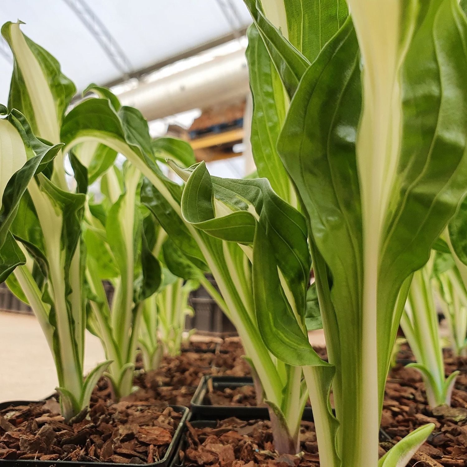 Хоста Твист Сперминт Хоста Твист Сперминт - Dolina-Sad.Ru