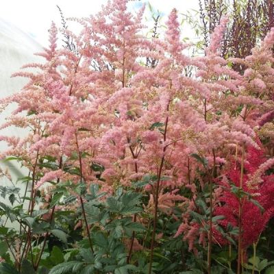 Астильба Брессингем Бьюти Астильба Брессингем Бьюти - Dolina-Sad.Ru