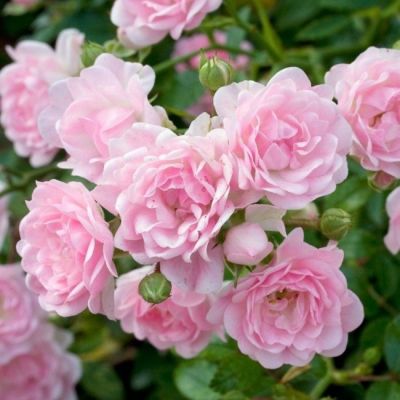 Роза Фэйри (2шт.) Роза Фэйри (2шт.) фото