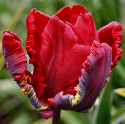 Тюльпан Рококо Тюльпан Рококо фото