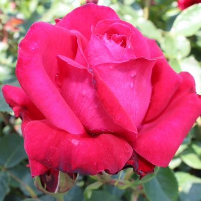 Роза Дам де Кер Роза Дам де Кер - Dolina-Sad.Ru