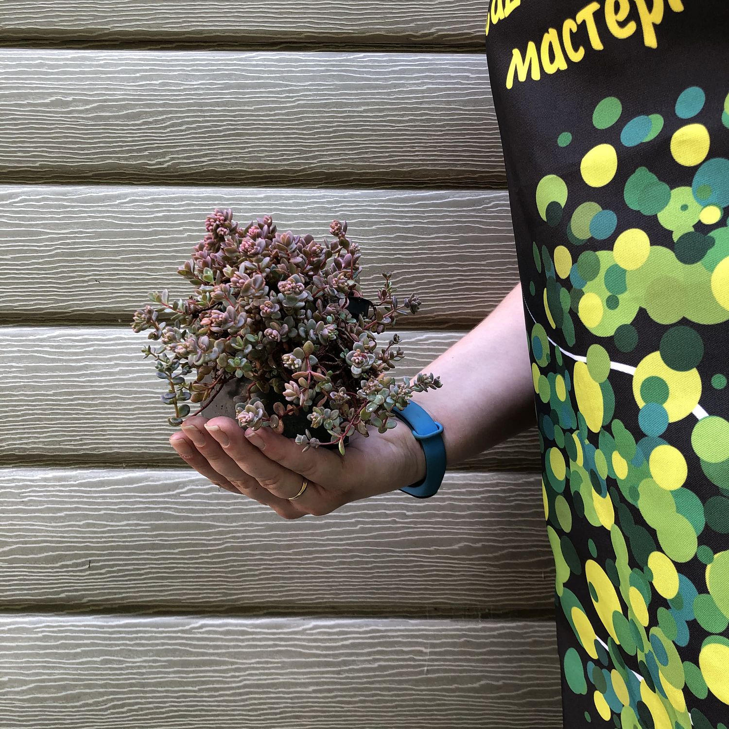 Седум синий Седум синий фото