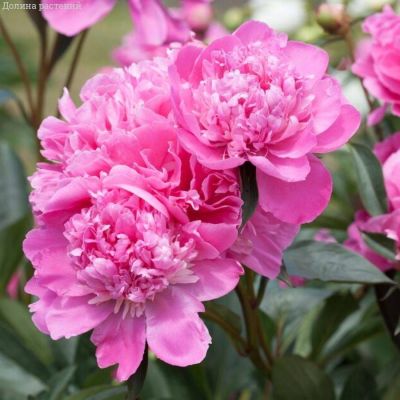 Пион Амабилис - Dolina-Sad.Ru