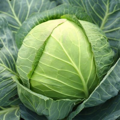 Капуста белокочанная Надежда Капуста белокочанная Надежда - Dolina-Sad.Ru