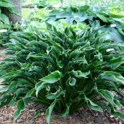 Хоста Грин Бэг Хоста Грин Бэг - Dolina-Sad.Ru