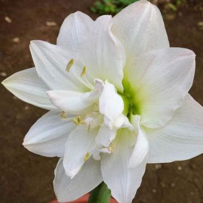 Амариллис Арктик Нимф Амариллис Арктик Нимф фото