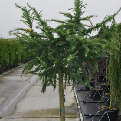 Лиственница европейская Литл Богл Лиственница европейская Литл Богл - Dolina-Sad.Ru