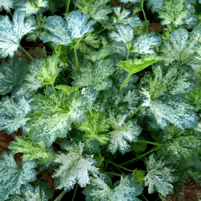 Гейхера Дью Дропс , С1,5 Гейхера Дью Дропс , С1,5 фото