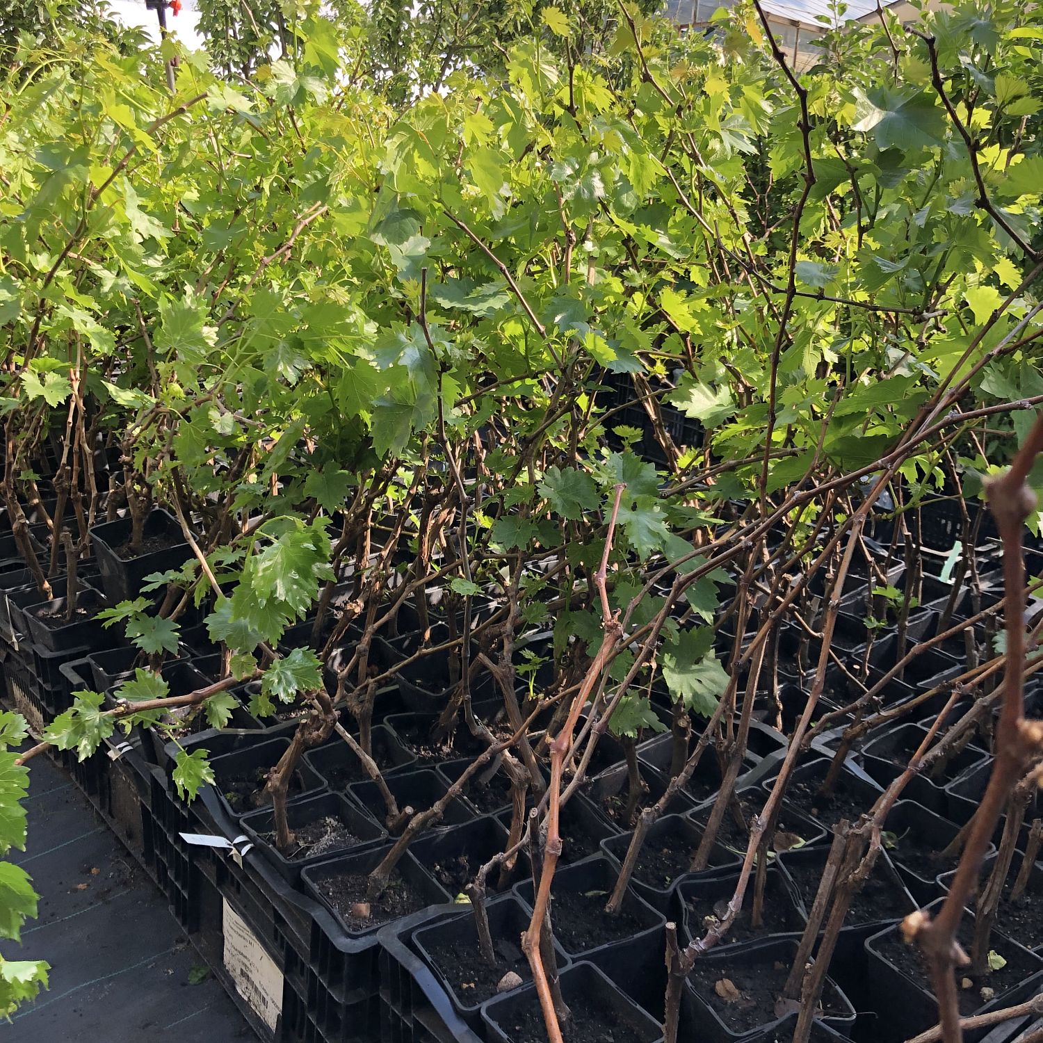 Виноград Галбена Ноу Виноград Галбена Ноу фото