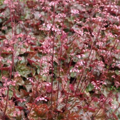 Гейхера Рахель Гейхера Рахель - Dolina-Sad.Ru