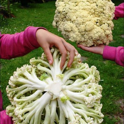 Капуста цветная Спаржевая Капуста цветная Спаржевая фото